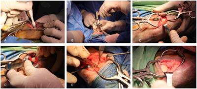 The autologous chondral platelet-rich plasma matrix implantation. A new therapy in cartilage repair and regeneration: macroscopic and biomechanical study in an experimental sheep model